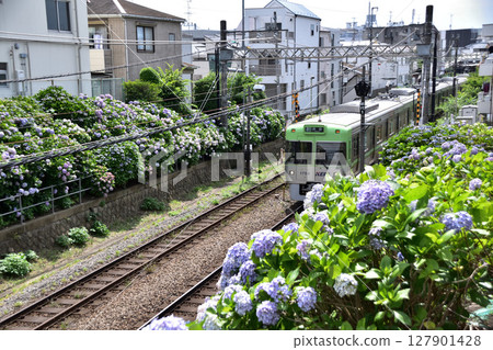 A Keio Inokashira Line train passing through Shindaita No. 1 crossing in Setagaya, where hydrangeas are blooming A Keio Inokashira Line train passing through Shindaita No. 1 crossing in Setagaya, where hydrangeas are blooming 127901428