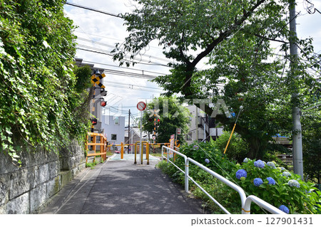 Setagaya - Hydrangeas and Shimokitazawa No. 2 crossing on the Inokashira Line Setagaya - Hydrangeas and Shimokitazawa No. 2 crossing on the Inokashira Line 127901431