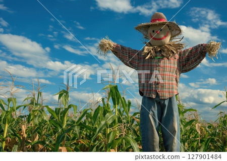 Cheerful scarecrow guards a cornfield on a sunny day, with a blue sky and fluffy clouds in the background, symbolizing traditional farming practices 127901484