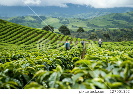 Workers traversing a lush coffee plantation with rolling hills in the background 127901592