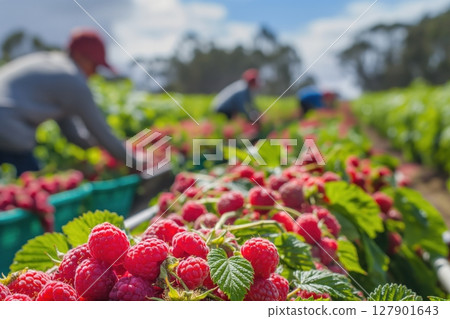 Freshly picked raspberries are piled up in a field, ready for packaging and distribution, with farm workers harvesting more in the background 127901643