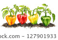 Bell pepper plant with soil transparent watercolor PNG clipart isolated on white background. 127901933