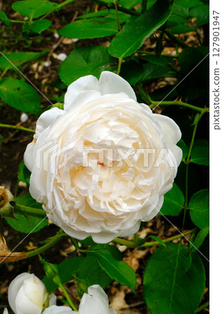 白玫瑰(格拉姆斯城堡) 白玫瑰(格拉姆斯城堡) 127901947