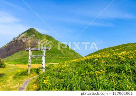 新潟縣佐渡市根街：佐渡島沿岸的飛島甘草聚居地、鳥居上的小野龜 127901961