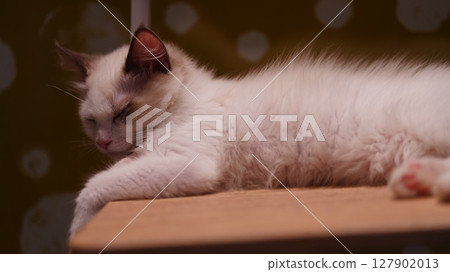 藍眼睛的貓咪處於休息模式 127902013