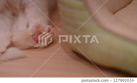 睡覺小貓和肉丸 127902014