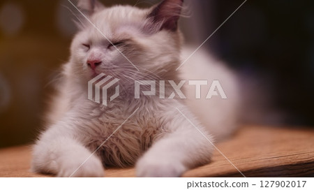 A cat staring at you A cat staring at you 127902017