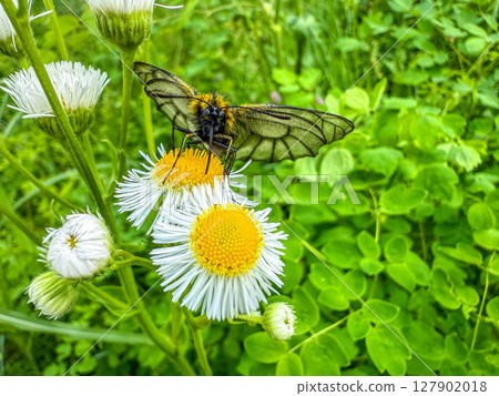 From flower to flower ~Umbrella swallowtail~ From flower to flower ~Umbrella swallowtail~ 127902018