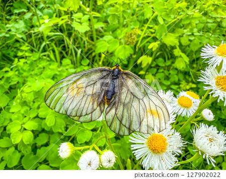 From flower to flower ~Umbrella swallowtail~ From flower to flower ~Umbrella swallowtail~ 127902022