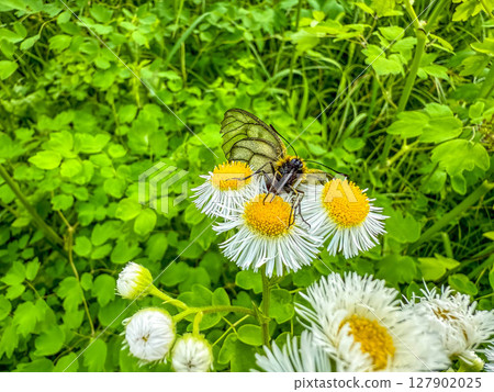 From flower to flower ~Umbrella swallowtail~ From flower to flower ~Umbrella swallowtail~ 127902025