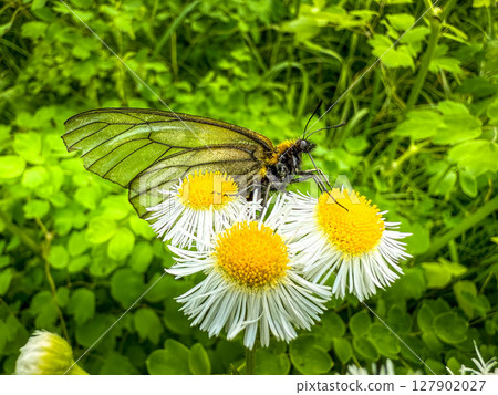 From flower to flower ~Umbrella swallowtail~ From flower to flower ~Umbrella swallowtail~ 127902027