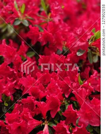 火紅的花朵 火紅的花朵 127902038