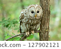 Siberian owl in the forest 127902121
