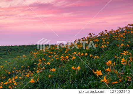Sunset sky from the Tobishima day lily colony in Onogame, Sotokaifu Coast, Sado Island, Niigata Prefecture Sunset sky from the Tobishima day lily colony in Onogame, Sotokaifu Coast, Sado Island, Niigata Prefecture 127902340