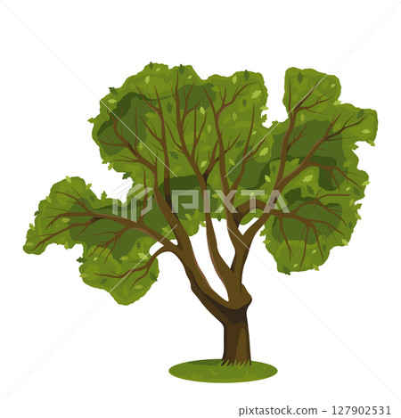Hardwood tree or summer oak clipart. Vector symbol of wood and forest nature and wildlife. Plant with foliage or flora with leaves. Timber and trunk greenery. Ecosystem and biodiversity. Botany. 127902531