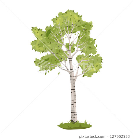 Summer birch tree. Vector outdoor nature element. Cartoon flora and tall plant with bark symbol. Forest and wood clipart. Park botanical wildlife. Rural wilderness and natural timber. Biology, botany. 127902533