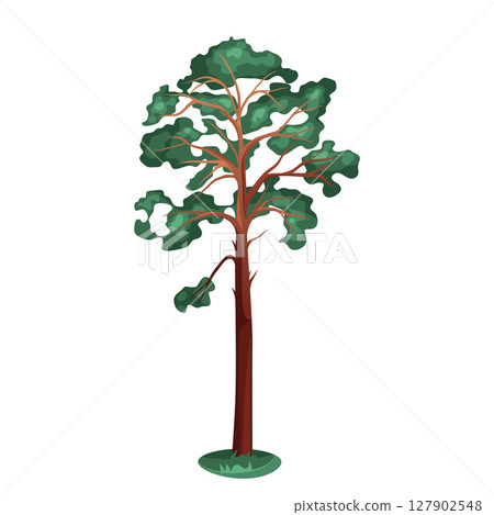 Vector evergreen tree or pine flora. Coniferous plant for wildlife park element. Forest and wood biodiversity. Woodland timber or park emblem. Needle foliage and greenery isolated symbol. Outdoor. 127902548