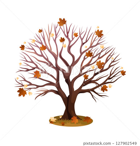 Naked maple or autumn tree with fallen leaves. Vector symbol for seasonal nature and forest in the fall. Wood and natural flora. Woodland wildlife without leaf. Ecosystem element. Biology and botany. 127902549