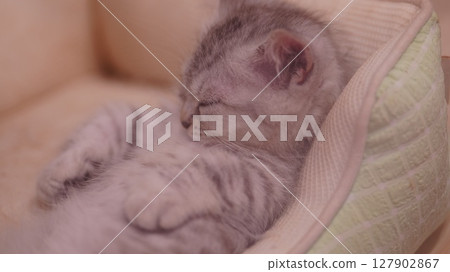 睡著的小貓讓我感到安慰 睡著的小貓讓我感到安慰 127902867