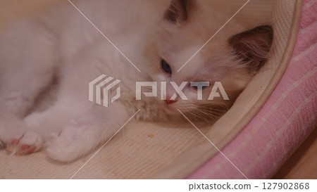小貓睡覺前 小貓睡覺前 127902868