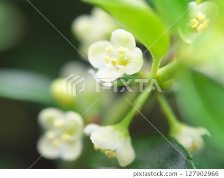 Boxwood flower close-up Boxwood flower close-up 127902966