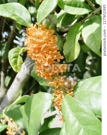 耀眼的橙色桂花 耀眼的橙色桂花 127902995