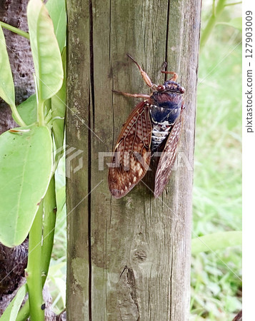 Abra Zemi catching trees 127903009