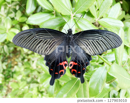 A black swallowtail with velvety wings 127903010