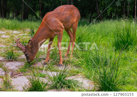 A European roe deer with small antlers peacefully grazes on a grassy forest path, enjoying a moment of peace amidst the serene beauty of forest nature. A cute roe deer eats grass in a meadow. 127903155