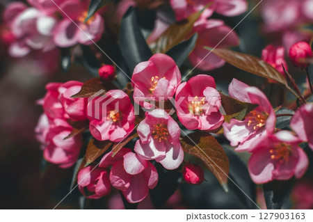 Beautiful pink crabapple blossoms are blooming on a tree branch, illuminated by warm spring sunlight, creating a vibrant and colorful display of nature's beauty. Beautiful pink crabapple blossoms are blooming on a tree branch, illuminated by warm spring sunlight, creating a vibrant and colorful display of nature's beauty. 127903163