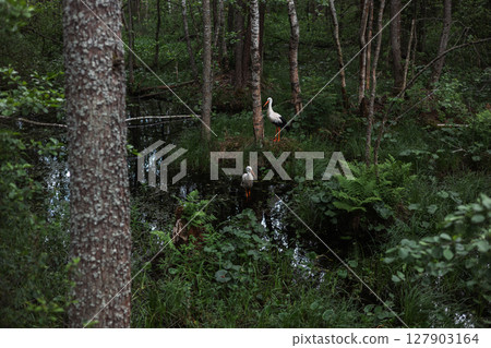Two white storks gracefully standing in a swampy forest, surrounded by colorful vegetation and dark water, create a peaceful and serene atmosphere in their natural habitat. Beautiful pair of storks. 127903164