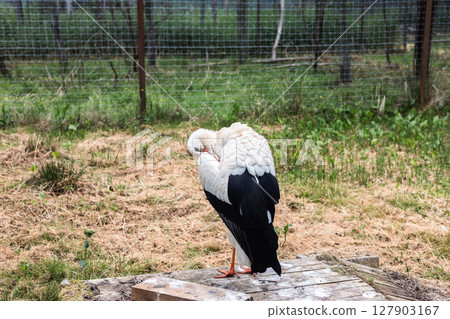 A white stork cleans its black-winged plumage while standing on a wooden platform in an open-air enclosure surrounded by wire mesh and green vegetation. Stork in a zoo. 127903167