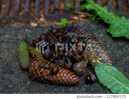 Many snails gather and crawl over pine cones, rocks and leaves on the forest floor, creating a fascinating picture of small wonders of nature. A large number of snails have gathered in a large lump. Many snails gather and crawl over pine cones, rocks and leaves on the forest floor, creating a fascinating picture of small wonders of nature. A large number of snails have gathered in a large lump. 127903175