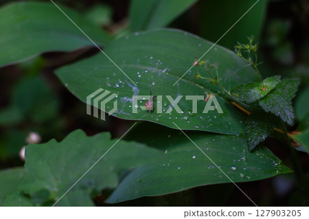 Tiny snail crawling on a vibrant green leaf covered with glistening raindrops, creating a serene and captivating scene of nature's beauty after a refreshing. A cute snail is crawling on a leaf. 127903205