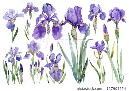 Isolated collection of delicate purple irises on a white background for spring decoration 127903254