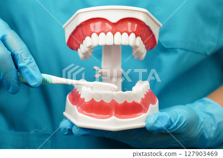 Asian dentist cleaning teeth of dental model with tooth brush for patient and studying about dentistry. Asian dentist cleaning teeth of dental model with tooth brush for patient and studying about dentistry. 127903469