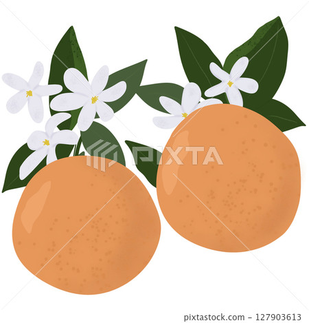 Digital illustration of oranges and orange flowers. Digital illustration of oranges and orange flowers. 127903613