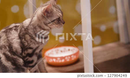 Cat playing under the table 127904249