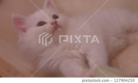 Staring kitten is in healing mode 127904250