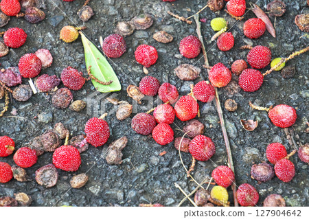 Red bayberry fruit fallen on the asphalt road (summer, June) 127904642