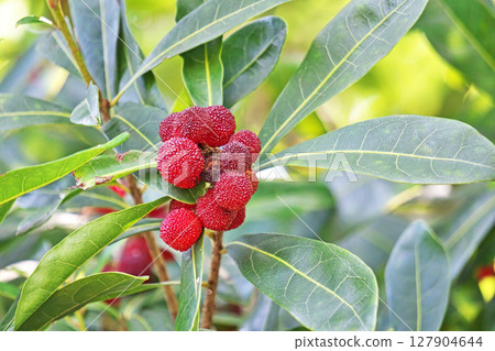 Red bayberry (summer, June) 127904644