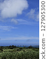 Blue sky, sea and sugarcane fields 127905300