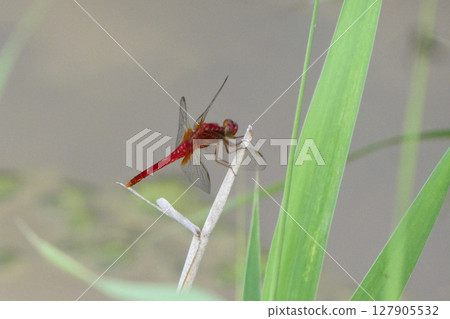 一隻鮮紅的蜻蜓在拉姆薩爾濕地伊豆沼附近出生 一隻鮮紅的蜻蜓在拉姆薩爾濕地伊豆沼附近出生 127905532
