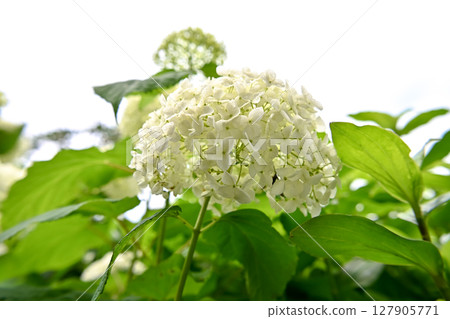 Annabel Annabel 127905771