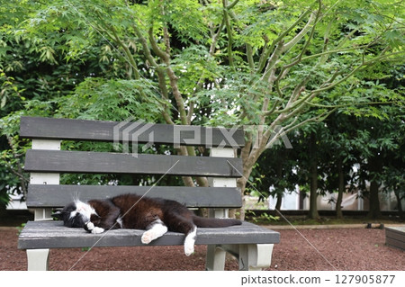 A cat resting on a bench 127905877