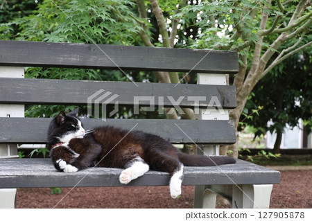 A cat relaxing on the bench 127905878