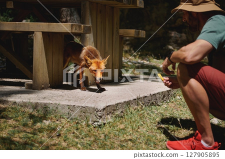 A curious red fox carefully steps forward from under a wooden picnic table, where a man kneels nearby, extending food in a cautious interaction amidst nature. A curious red fox carefully steps forward from under a wooden picnic table, where a man kneels nearby, extending food in a cautious interaction amidst nature. 127905895