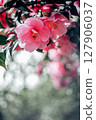 Pink Camellia Tree with Blooming Flowers 127906037