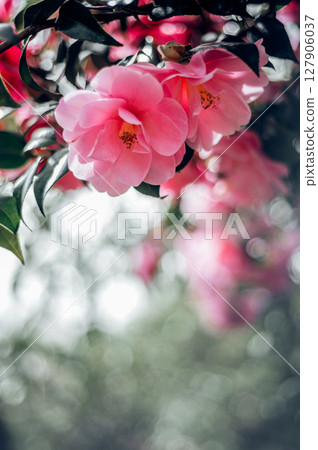 Pink Camellia Tree with Blooming Flowers 127906037