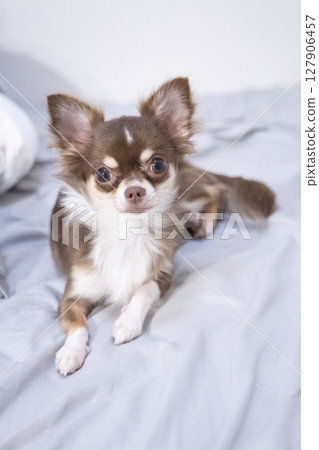Chihuahua staring at you Chihuahua staring at you 127906457